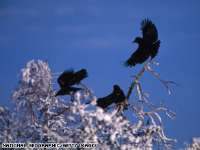 Common ravens, contrary to what was thought, sometimes forage in gangs.