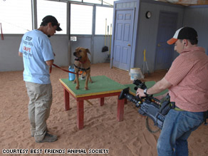 Former grand champion fighter Lucas has found a new life at Best Friends Animal Sanctuary.