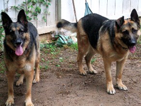 Schnell and Baron A