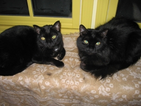 Barnabas and Sebastian Houston