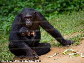 Much of the research performed by GVFI takes place in a Chimpanzee sanctuary in Cameroon.