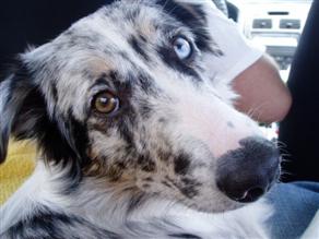 Kylie, the 3-year-old Aussie that saved our house from burning down