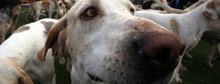 Secrets in your dog's mind