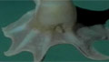 Weird sea creatures found deep in ocean