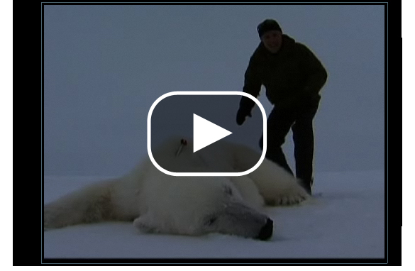 Pictures Of Polar Bears On Ice. About 4700 polar bears live in