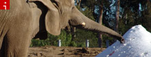 California elephants treated to snow