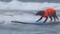 Surfing dog raises money