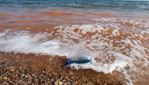 Dispersant concerns remain