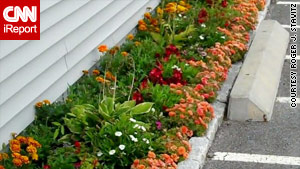 Stavitz's garden cost him only $500, but his hostas and marigolds make a long-lasting impression.