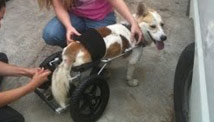 U.S., Mexico team up to help strays 