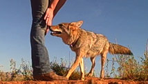 She howled for help on Twitter