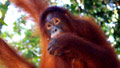 Is infidelity natural? Ask the apes