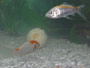 Green�golf ball feeds goldfish