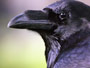 Raven is birdie no golfer wants