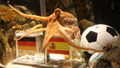 Octopus picks Spain over Germany