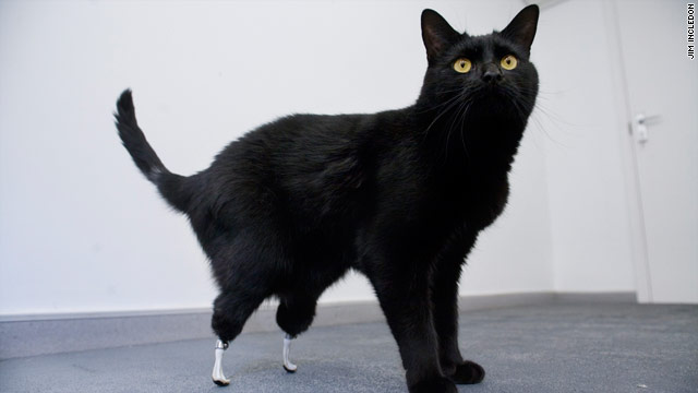 This cat, whose hind paws were accidentally severed, has been fitted with a new pair of artificial feet.