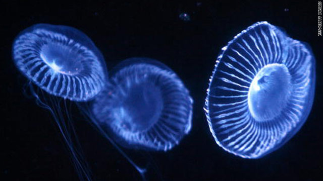 Glowing jellyfish are one source of the raw ingredients for a new solar cell.