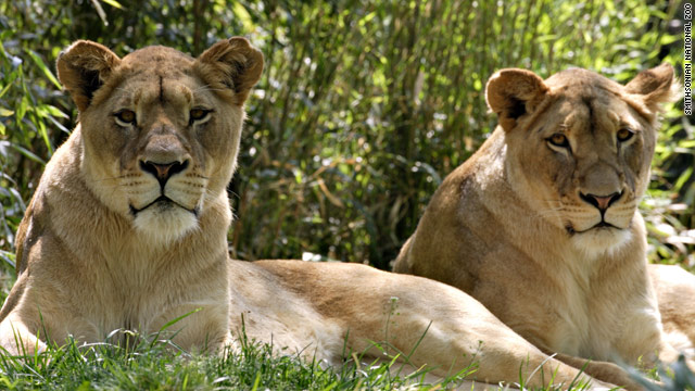 Lions, like females Shera and Naba at the National Zoo, work well together, like Apple says its system does with its products.