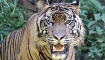 WWF: Only 3,200 tigers left in wild