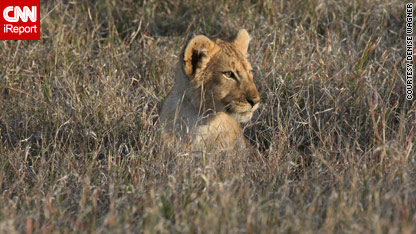 Travel Snapshots: On safari in Kenya