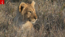 Snapshots: On safari in Kenya