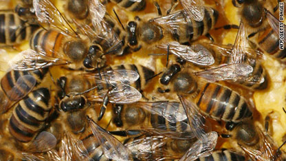 c1main.european.honeybees.afp.gi.jpg