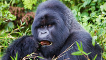 Rwanda's conservation king