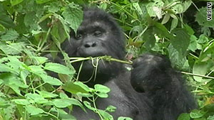 Gorillas fight for survival