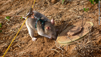 Giant rats sniff out land mines