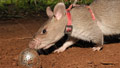 Giant rats sniff out land mines