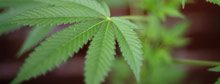 2 pot plants land grandma in court