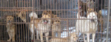 Inside cat and dog meat market 