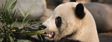 U.S.-born pandas adjust to China 