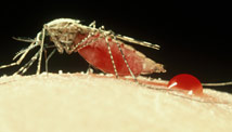 Mosquito could fight malaria