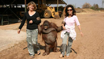 Obese orangutan relocated
