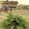 Marijuana replacing poppy