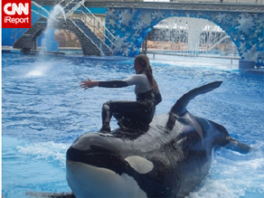 The late Dawn Brancheau trains Tillikum, a male orca at SeaWorld Orlando.