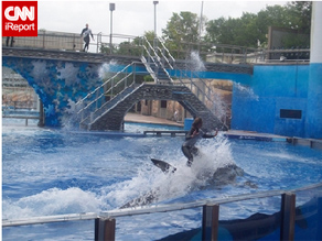Animals in zoos, aquariums and museums, such as SeaWorld, play an important and powerful part in our cultural and formal educational processes, according to John Nightingale.