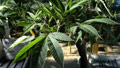 Budding marijuana industry at risk