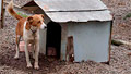 Brazil's town for dogs