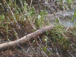 Oil soaked boom on island at entrance to Gulf of Mexico