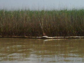 Destroyed marsh reeds near Gulf of Mexico