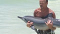 Vets unable to save baby dolphin