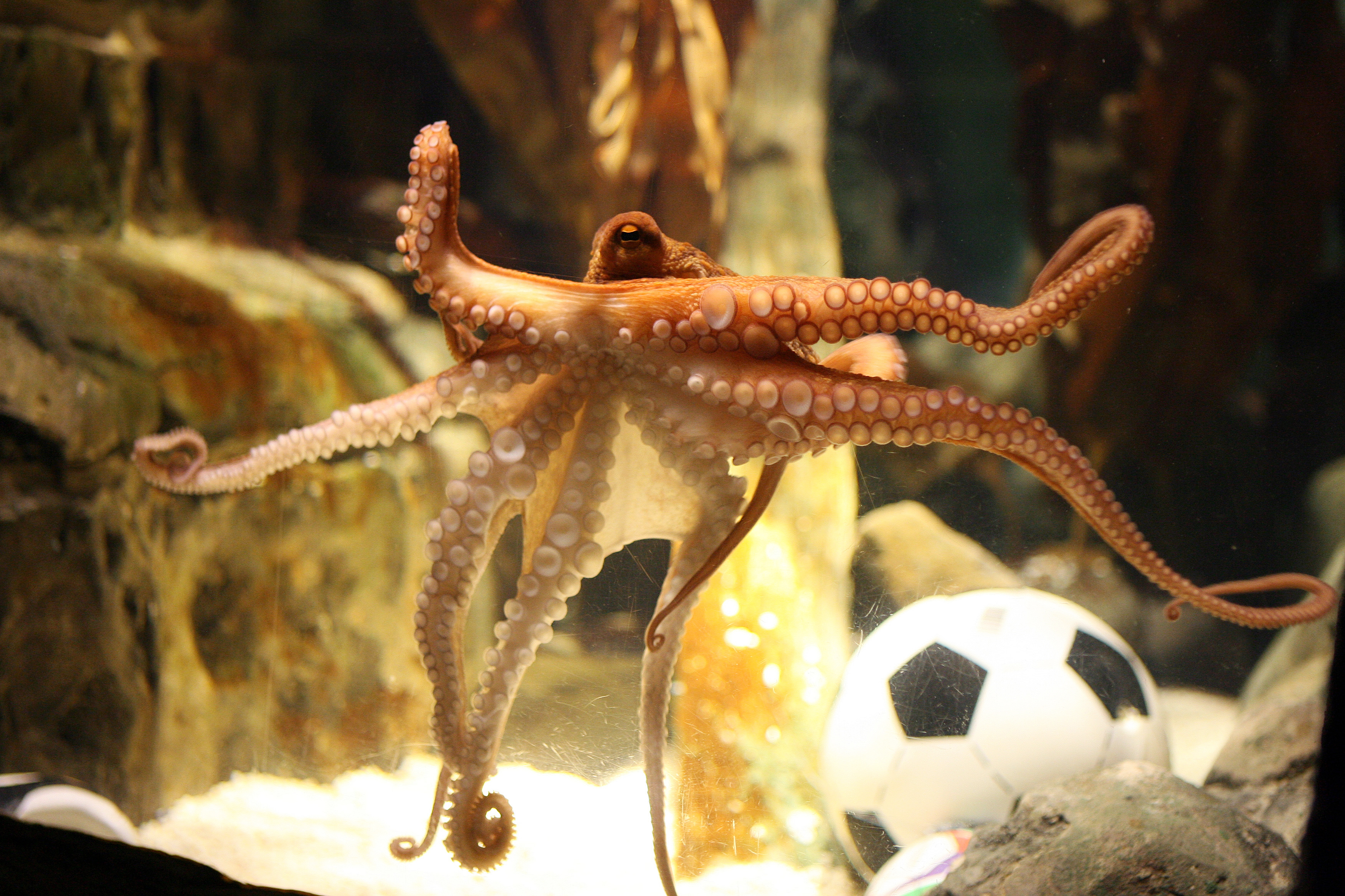 What is an Octopus in Football? Everything You Need to Know