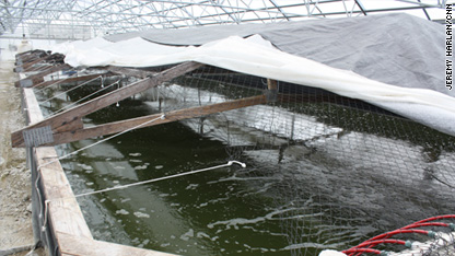 indoor shrimp farm