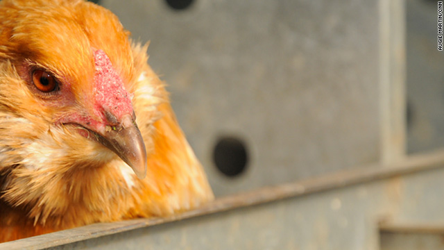 Flying the coop? Check in with a chicken sitter