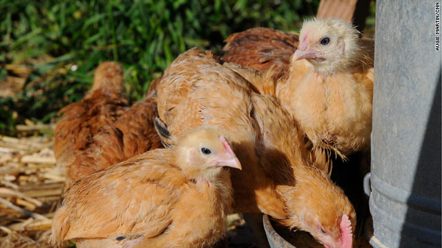 Backyard chicken farmers say egg harvesting is all it's cracked up to be