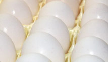Egg recall: What you need to know