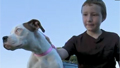 Dog takes 40 bee stings for owner