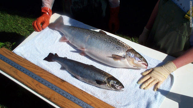 Catch of the day – genetically modified salmon